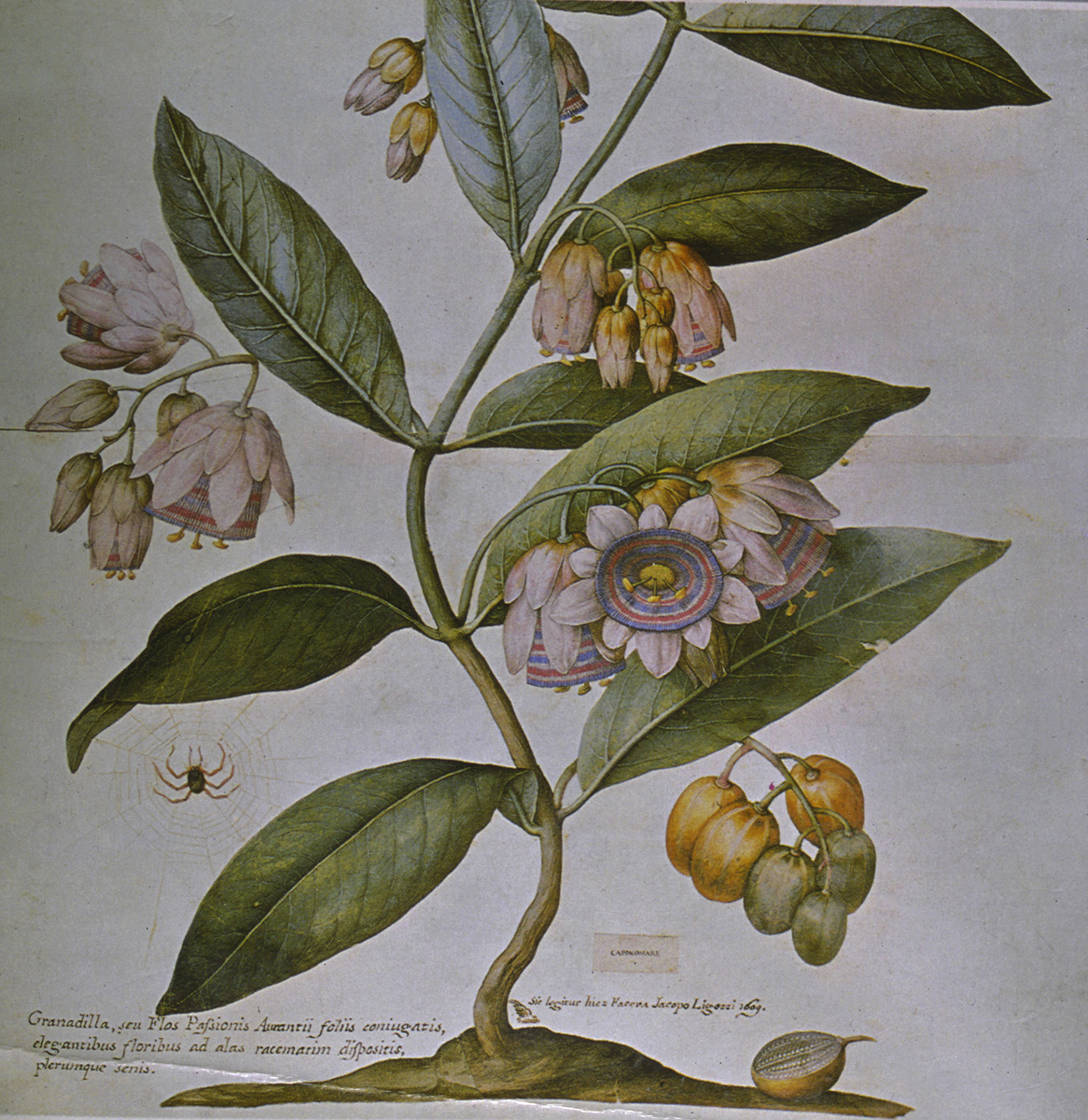 PASSIFLORA | La tempera di Jacopo Ligozzi | passiflora.it